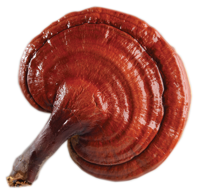 Ganoderma